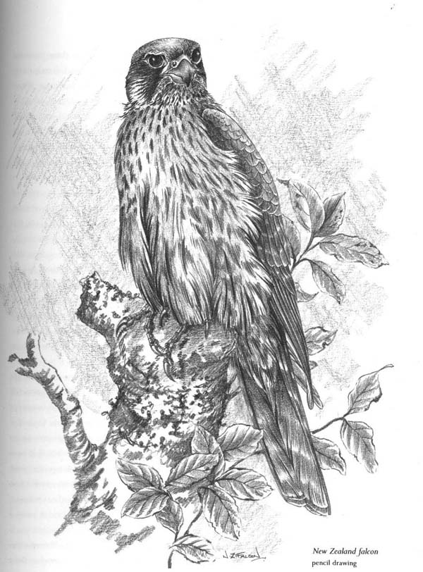 Copy of falcon greyscale.jpg